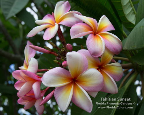 Tahitian Sunset Plumeria