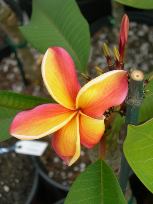 Apricot Plumeria