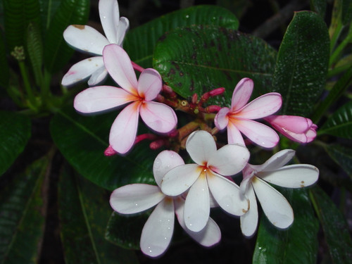Dwarf Singapore Pink Plumeria