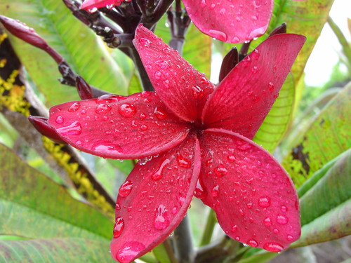 Vanessa Do Brazil FCN Plumeria