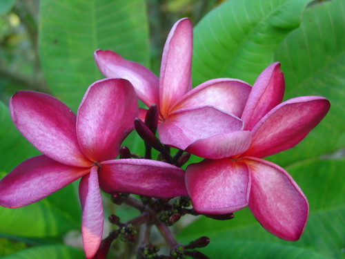 Kathleen Rose FCN Plumeria