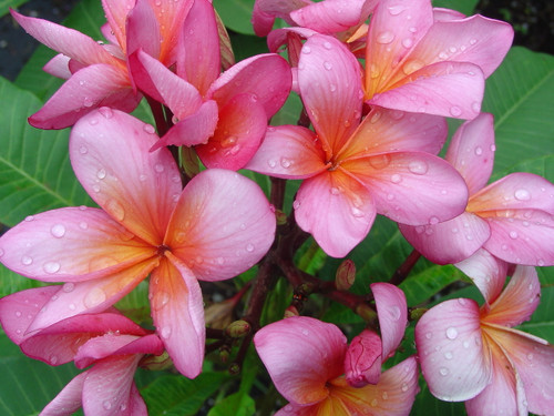 Peace aka Loi Kratong Plumeria