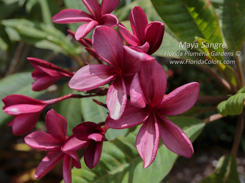 Maya Sangre Plumeria