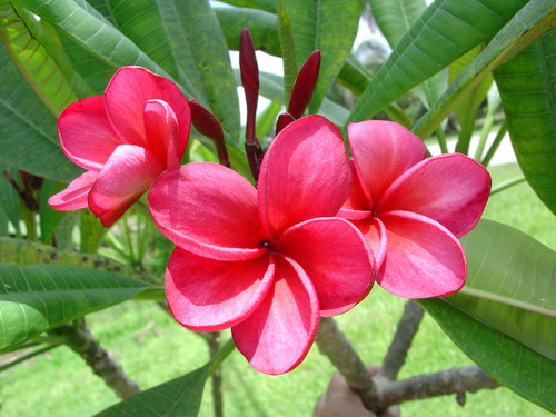 Donald Angus aka University Cherry Pink Plumeria