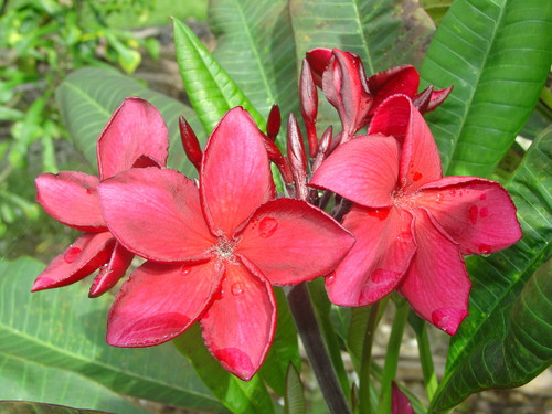 Irma Bryan Plumeria