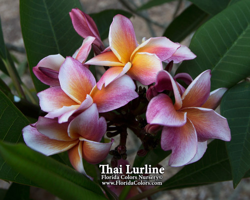 Thai Lurline Plumeria