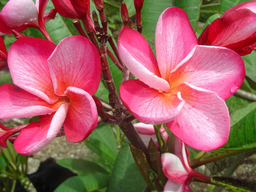Almaviva FCN Plumeria