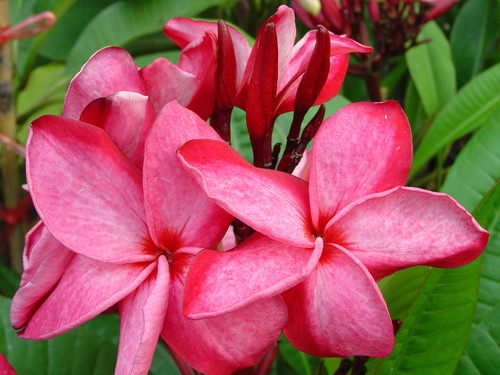Nirvana JJ aka Debbie Plumeria