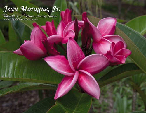 Jean Moragne Sr Plumeria