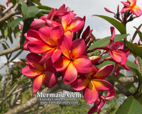 Mermaid Gem Plumeria
