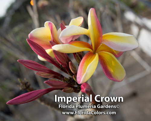 Imperial Crown Plumeria