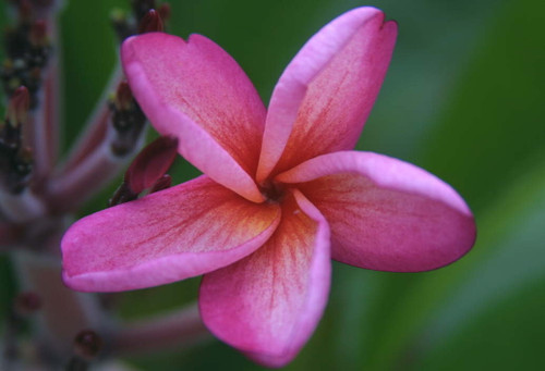 Negril Plumeria