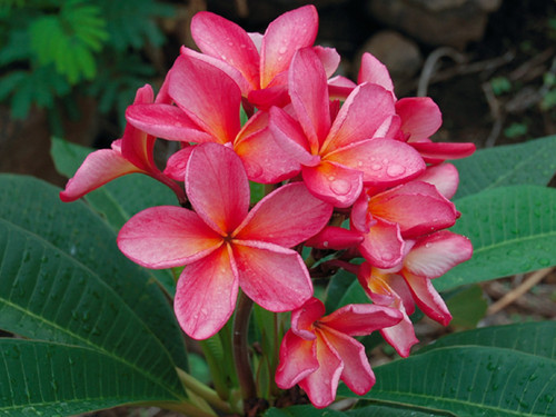 Preecha 67 Plumeria