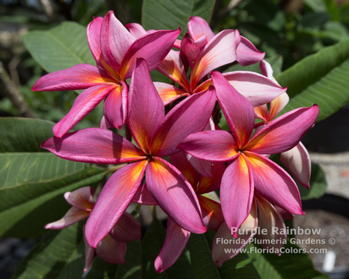 Purple Rainbow Plumeria
