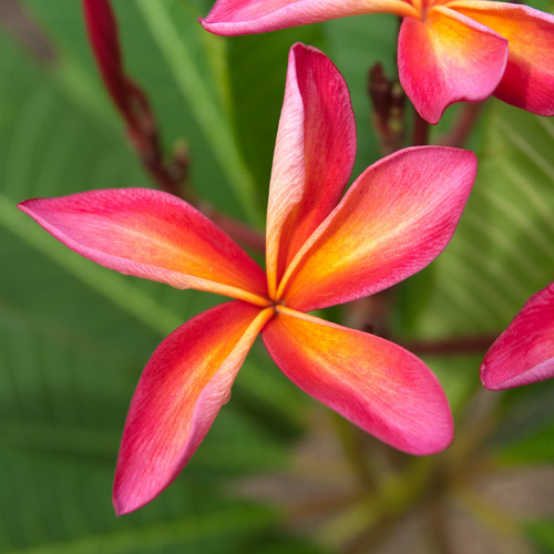 San Miguel Plumeria