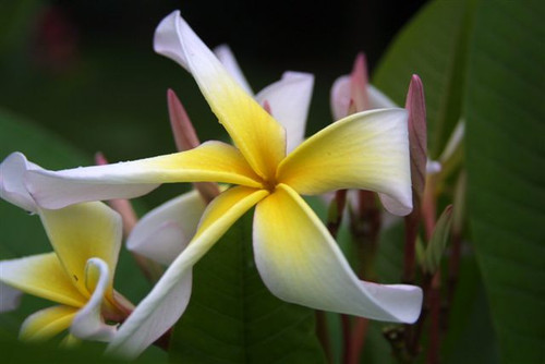 Sariah's Curly Pink Plumeria