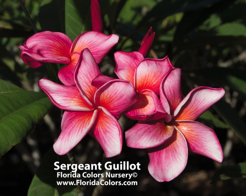 Sergeant Guillot FCN Plumeria