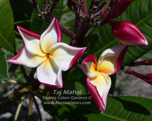 Taj Mahal Plumeria