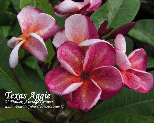 Texas Aggie Plumeria