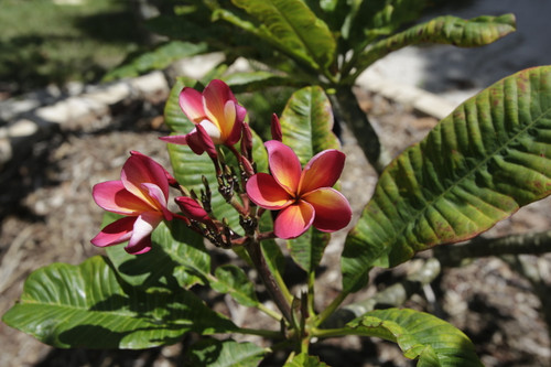 Thai Yellow Red Plumeria