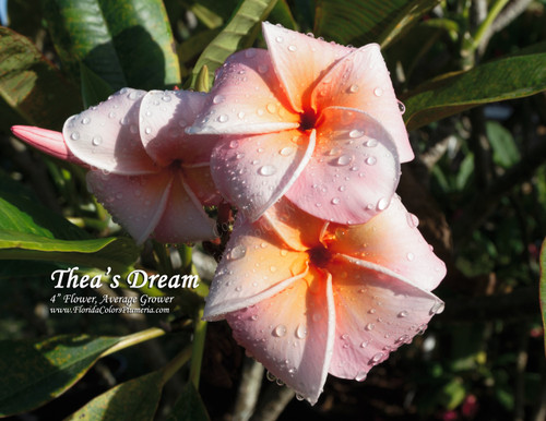 Thea's Dream FCN Plumeria