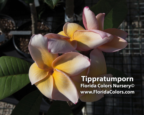 Tippratumporn aka Salmon Brown Plumeria