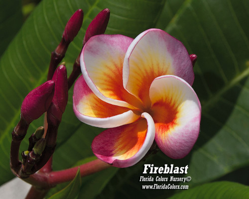 Plumeria by Florida Colors Nursery