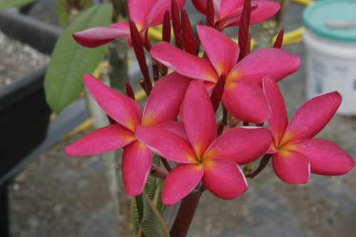 EWC #3 Plumeria