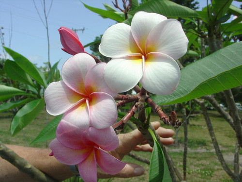Mele Matson Plumeria