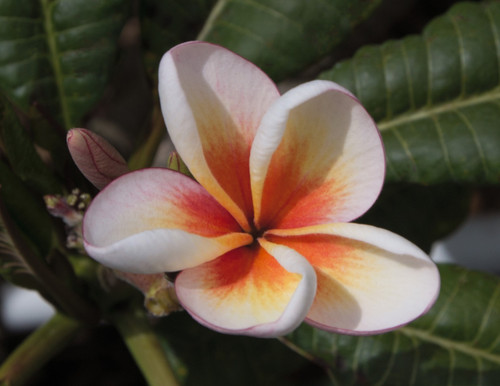 Duang Suree aka Dwarf Nok Plumeria