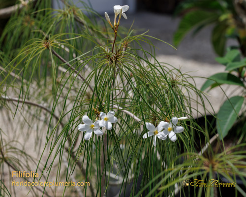 P. filifolia Plumeria