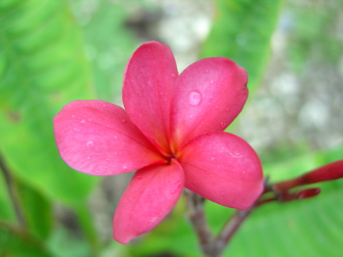 Carmel Tango Plumeria