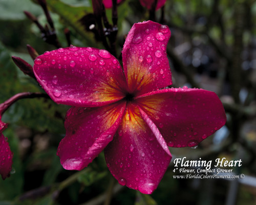 Flaming Heart FCN Plumeria