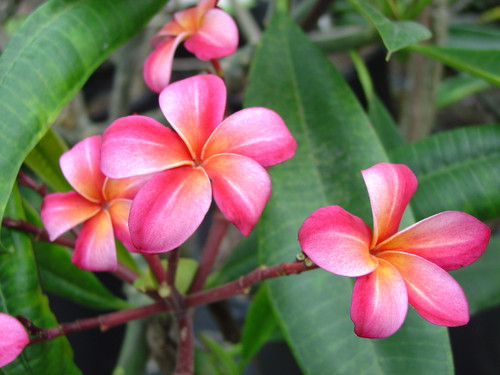Lani Beauty Plumeria