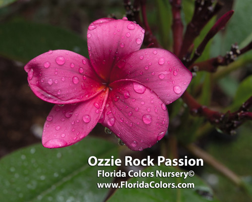 Ozzie Rock Passion Plumeria