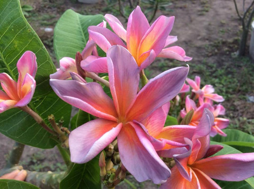 Pride of Nui Plumeria