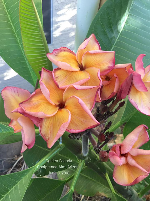 Golden Pagoda JL Plumeria