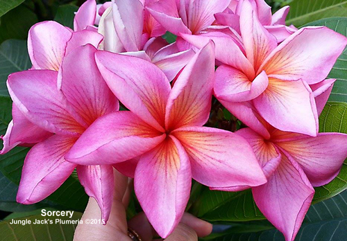 Sorcery JJ Plumeria