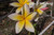 Chiang Mai Girl Plumeria