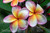 Merrill O'Neal FCN Plumeria