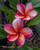 Merlin FCN Plumeria