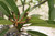 Bali Whirl Plumeria
