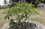 Bali Whirl Plumeria