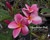 Okeechobee Pink FCN Plumeria