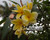 Aztec Gold Plumeria