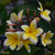 Aztec Gold Plumeria