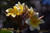 Aztec Gold Plumeria