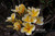 Bali Hai Gold Plumeria