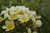 Bali Hai Gold Plumeria