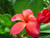 Capalaba Pink aka Unconditional Love Plumeria